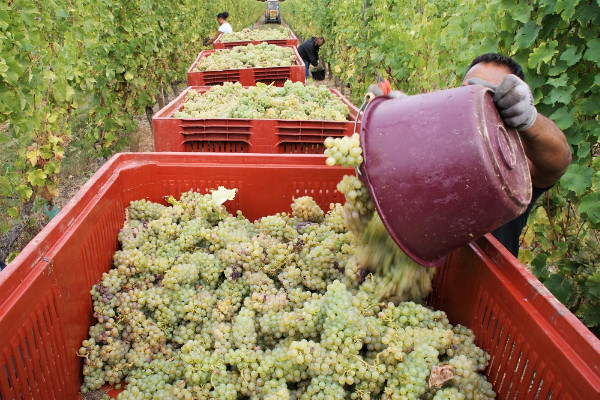 Les crémants de Loire rentrent une récolte historique