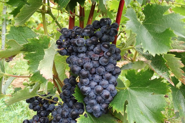 Des nouveaux cépages patrimoniaux et résistants inscrits au catalogue