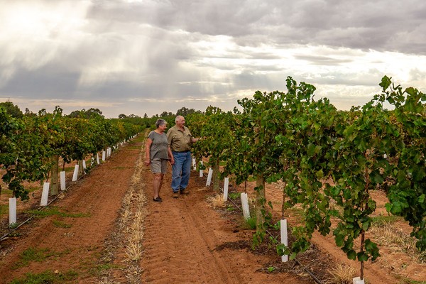 Face à la surproduction de vins rouges, Accolade prône la reconversion des vignobles