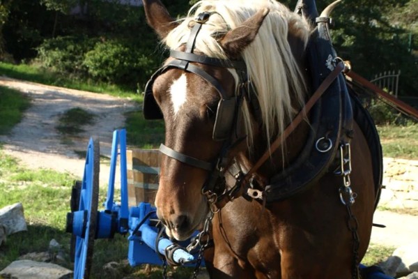 Vendanges à cheval pour le liquoreux de cette coopérative du Var