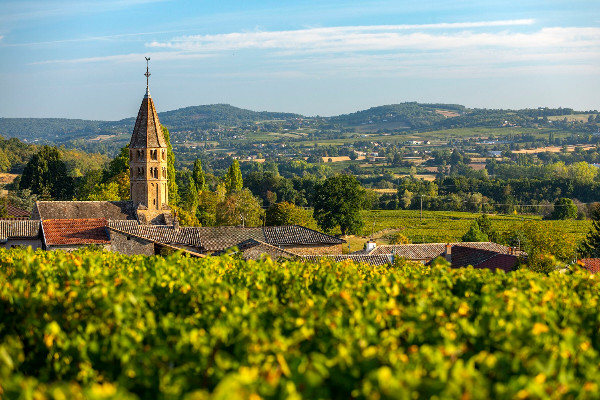 Les premiers crus s’approchent pour les vins AOC Pouilly-Loché et Pouilly-Vinzelles   