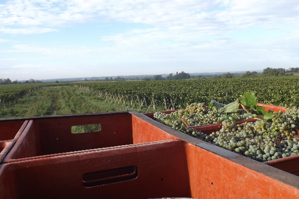 De Chinon à Valençay, de belles vendanges 2022