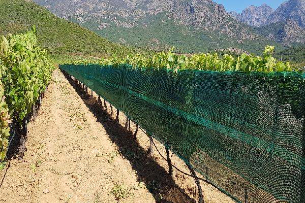  Les filets d'ombrage réduisent le flétrissement des baies de raisin
