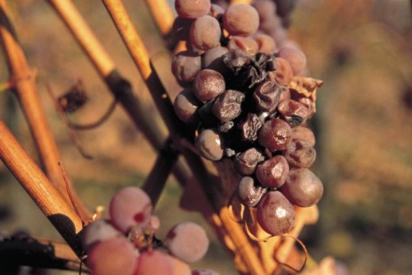 Un beau millésime pour les vendanges tardives