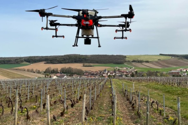 La possibilité de traiter par drone les vignes en pente n'est pas à enterrer