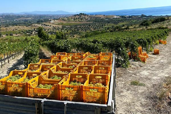  En Italie en Calabre, des vignerons font renaître les cépages autochtones