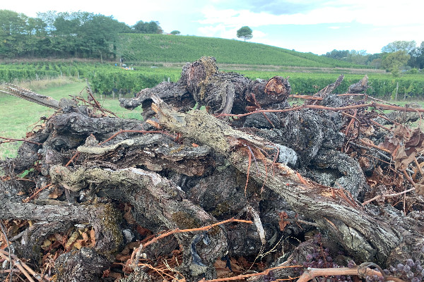 'Il y a urgence' à financer l’arrachage, la distillation et le stockage privé des vins français   