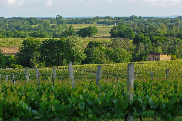 Rebelote, petits rendements confirmés pour les vins blancs de Gascogne