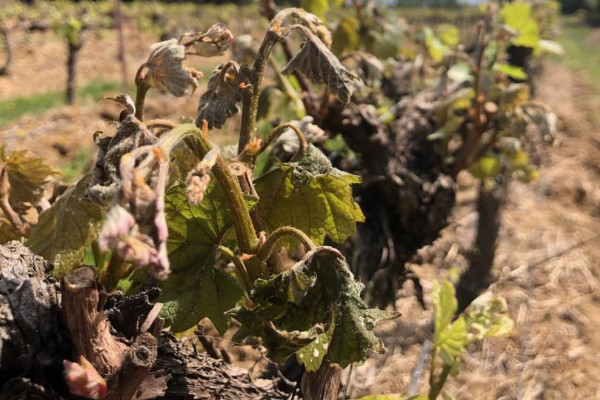 Vers la liquidation des aides à la filière vin gelée en 2021