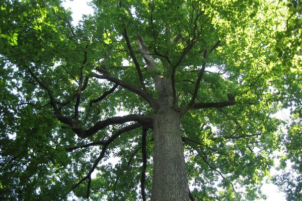 10 000 m³ de bois à 4,6 millions € pour la tonnellerie François Frères