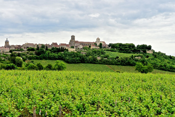 Les vins de Vézelay accèdent à l'appellation