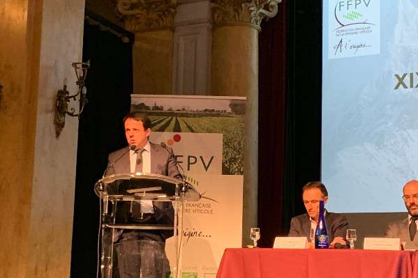 Vers une augmentation du prix des plants de vigne