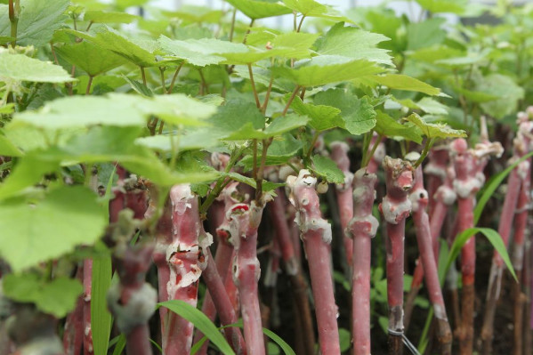 Vitipep’s certifie le traitement à l’eau chaude des plants de vigne