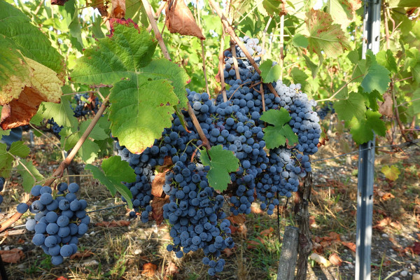 Trois cépages résistants exclus du plan collectif