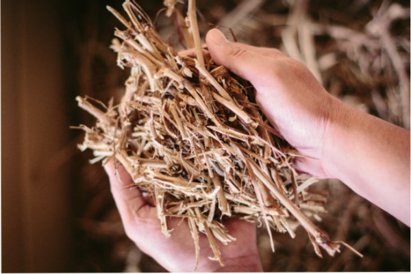 Recyclage réussi des sarments de vigne après la taille