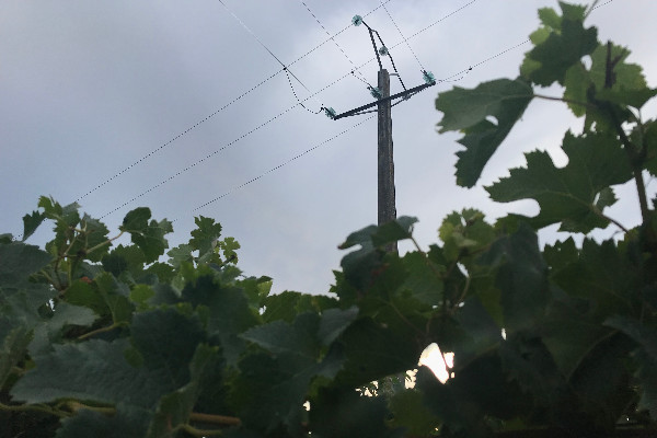 Les vignobles européens demandent des aides aux coûts de production, pas de distillation ou d’arrachage