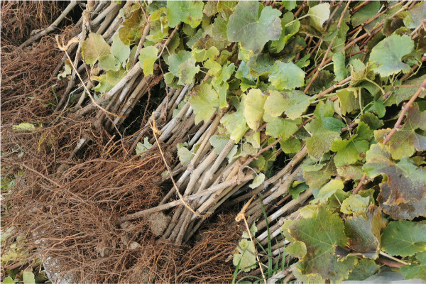 Une serre pour multiplier les vignes à l’abri des insectes, et leurs viroses   