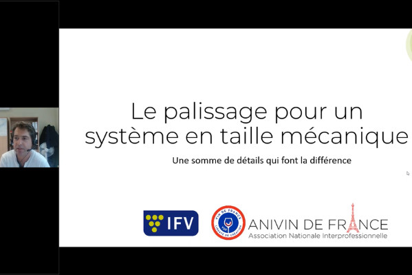 Il ne faut pas lésiner sur le palissage pour les vignes en taille mécanique 
