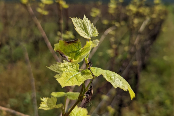 Des feuilles de vignes réveillées par la douceur automnale 