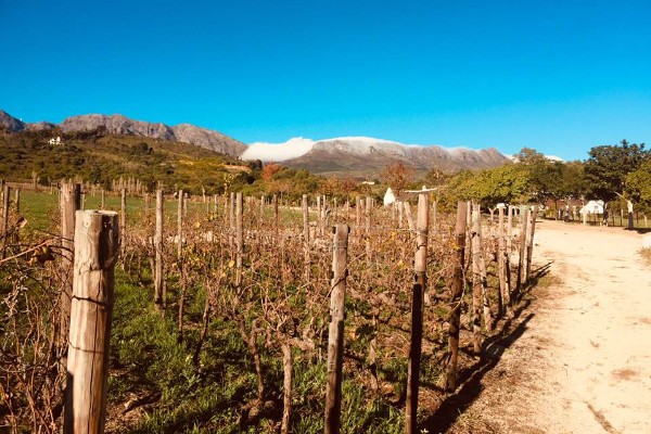 Des vins rosés produits à partir de blancs élevés en tonneaux de rouges