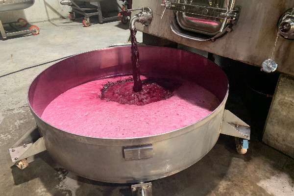 La France championne du monde de la croissance de la production de vin en 2022   