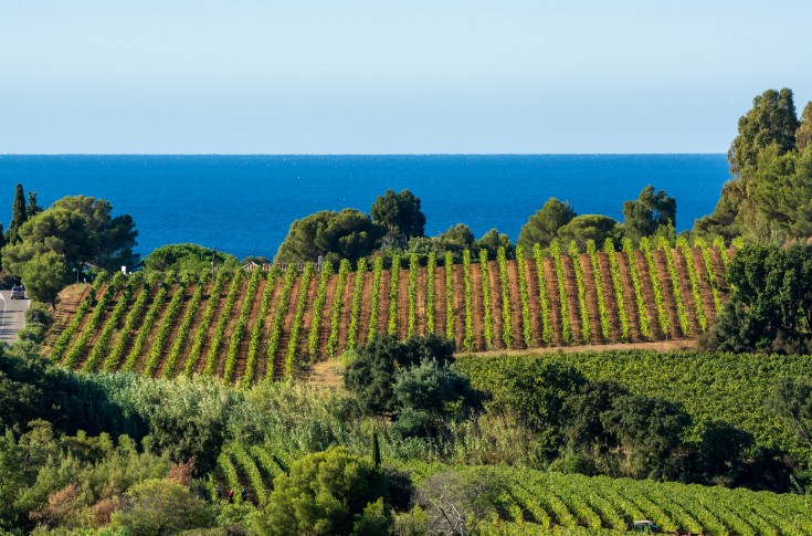 Petite vendange mais de qualité pour les vignerons de Provence