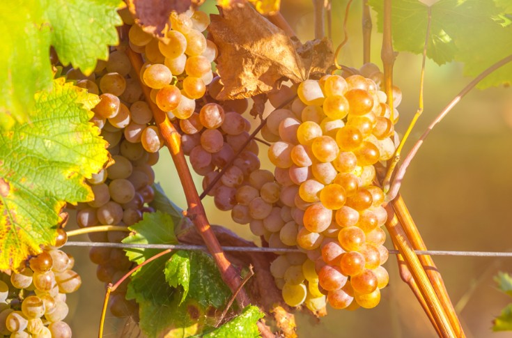 Deux nouveaux cépages blancs étrangers pour les vignerons français