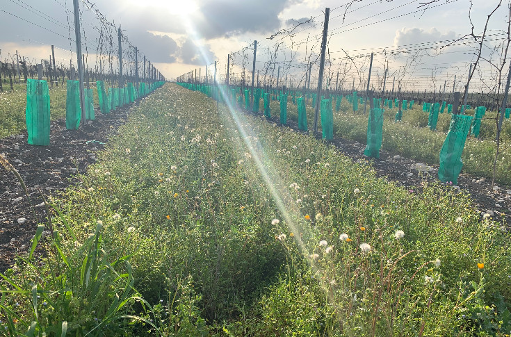 Une nouvelle obligation purement administrative pour les vignerons bio
