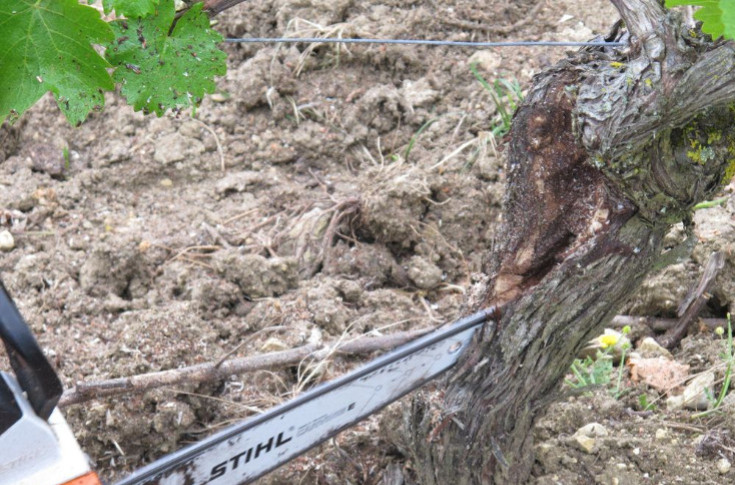 Cureter ou complanter pour lutter contre l’esca dans les vignes, c’est rentable !