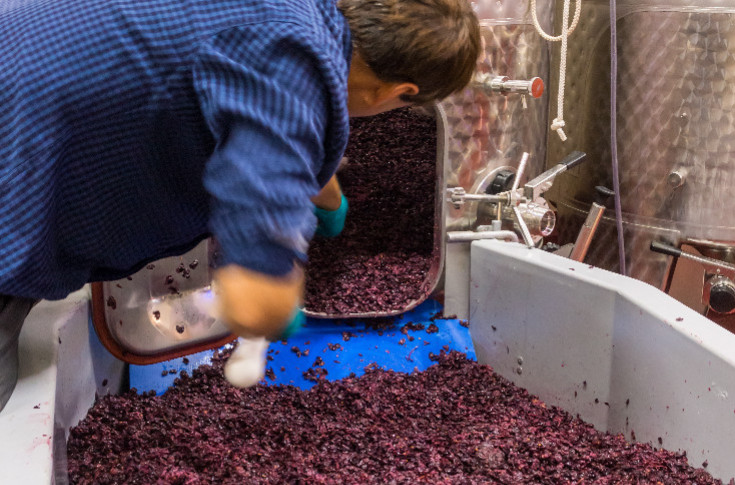 Les vignobles qui font le plein de vin en 2023, et les autres