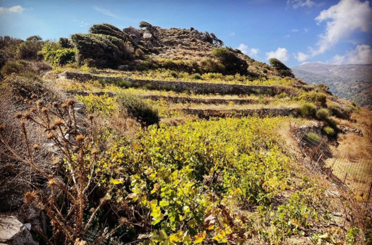 Après le vin le plus cher du monde, Loïc Pasquet s’attaque aux vignes de Naxos, berceau de Dionysos   