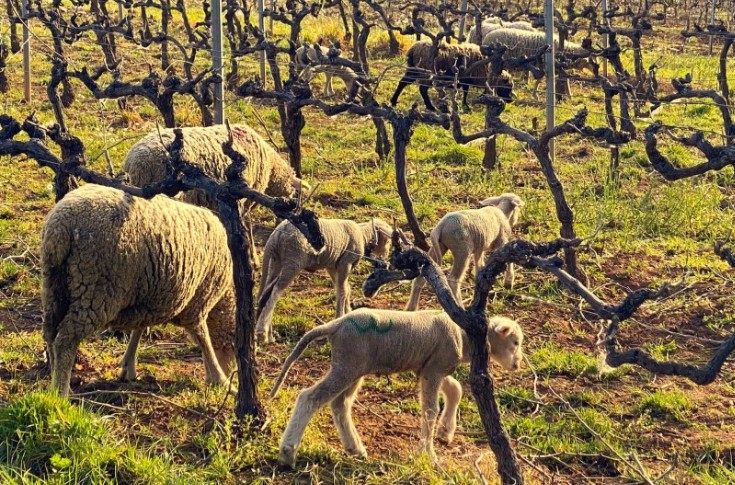 Les 8 questions posées par l’accueil de brebis dans les vignes