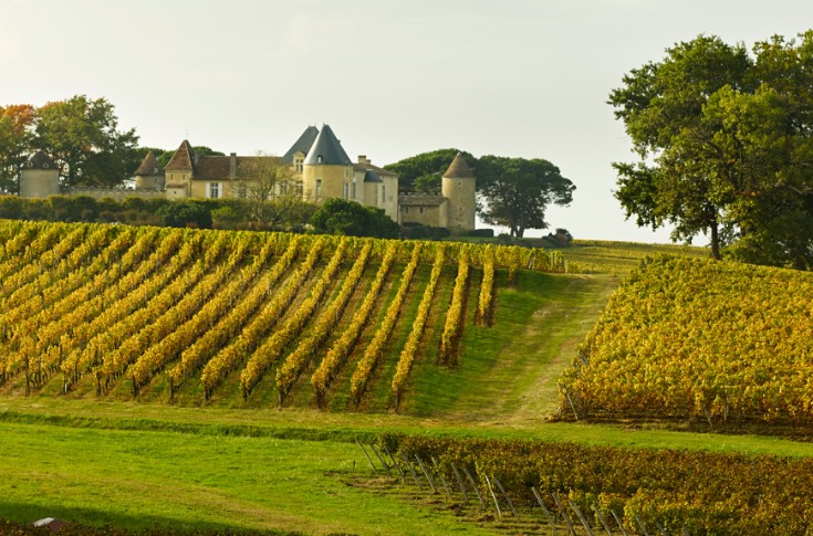 Dernière ligne droite pour les vendanges à Sauternes