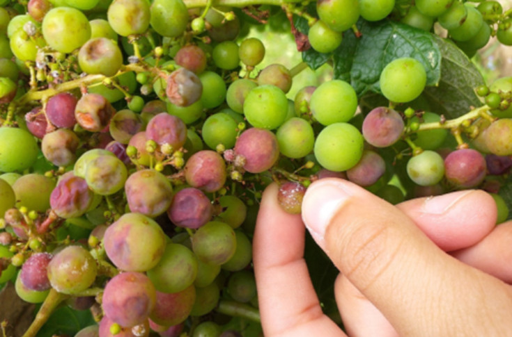 Pourquoi votre vignoble a-t-il tenu, ou craqué, face au mildiou en 2023 ?