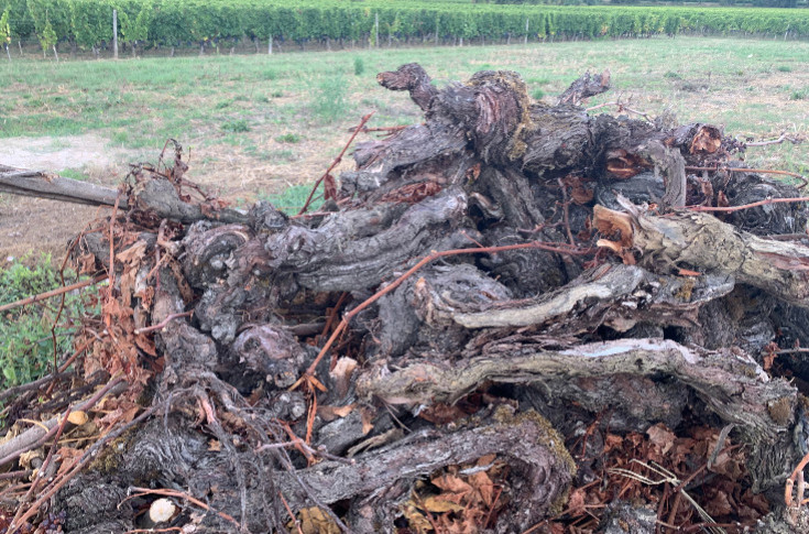La validation européenne de l’arrachage des vignes bordelaises se fait toujours attendre