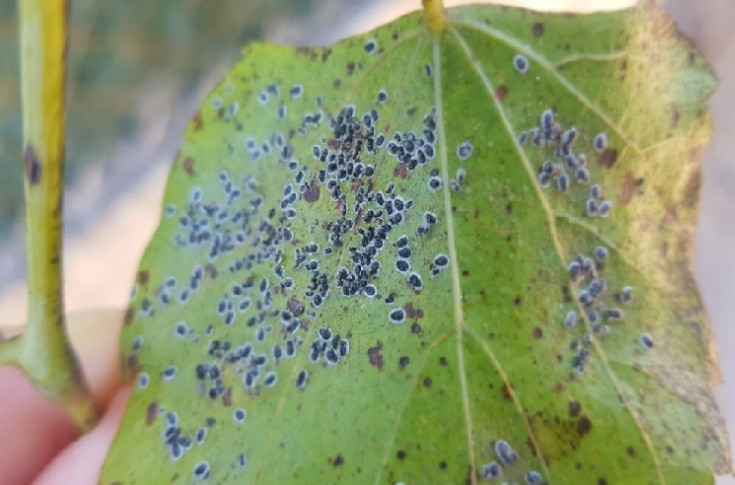  L’aleurode épineux : une menace potentielle pour le vignoble