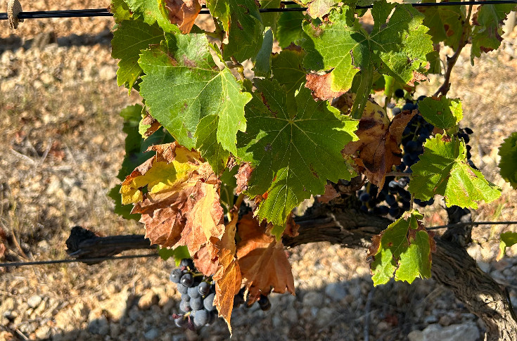 “The 2023 harvest is coming to a close in France. We need to prepare for adverse weather in 2024”