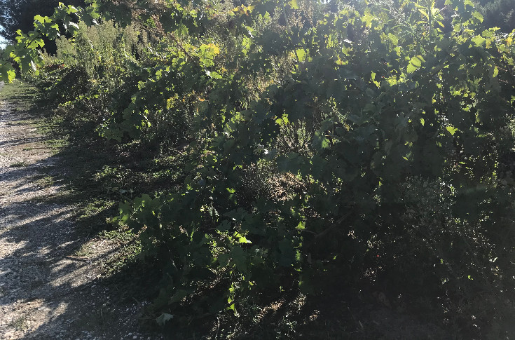 350 ha de vignes en friche à arracher en Val de Loire