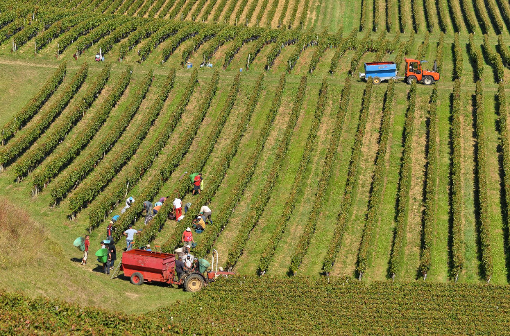 Un nouveau réseau de traite d’êtres humains démantelé dans le vignoble