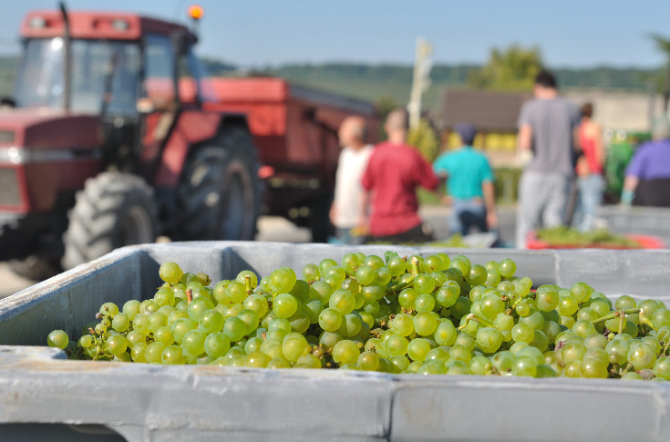 Les vendanges 2023 mettent à nu les dérives de prestataires de services