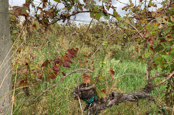 Le vignoble demande des contraventions contre les friches, le ministère répond stratégie d’enrayement