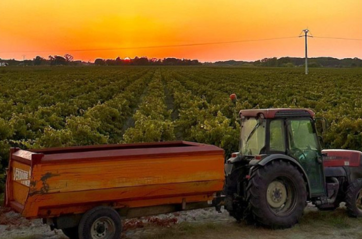 Les vins de Sables de Camargue accèdent, enfin, à l’AOP et sa protection européenne