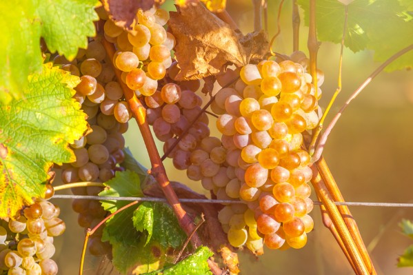 Deux nouveaux cépages blancs étrangers pour les vignerons français