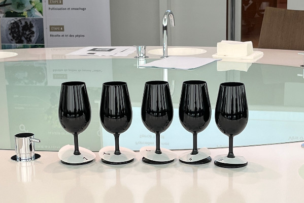 Le cépage résistant voltis bien noté dans de premiers assemblages en Champagne