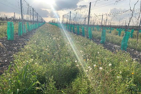 Une nouvelle obligation purement administrative pour les vignerons bio