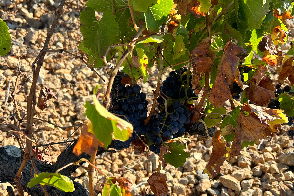 'La vendange 2023 s’achève, il faut se préparer aux aléas climatiques de 2024'