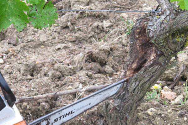 Cureter ou complanter pour lutter contre l’esca dans les vignes, c’est rentable !