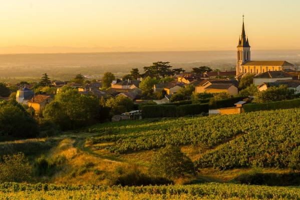 Longues vendanges pour un beau millésime dans les vignes du Beaujolais