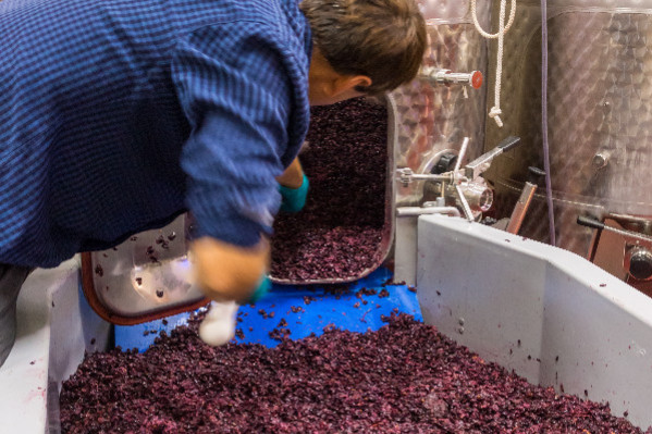 Les vignobles qui font le plein de vin en 2023, et les autres