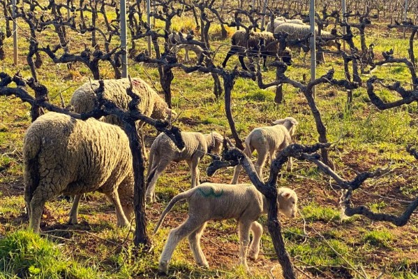 Les 8 questions posées par l’accueil de brebis dans les vignes